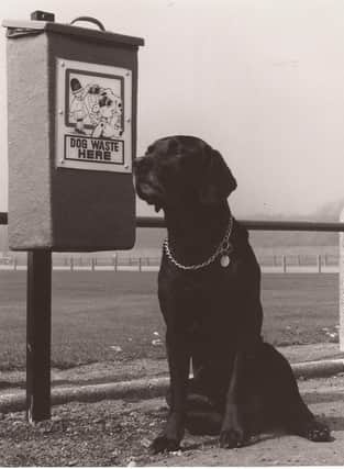 "Sniff? How did so many of my pals get inside that box?" This black Lab was happy to help Angus Council's anti-dog mess campaign in 1990.