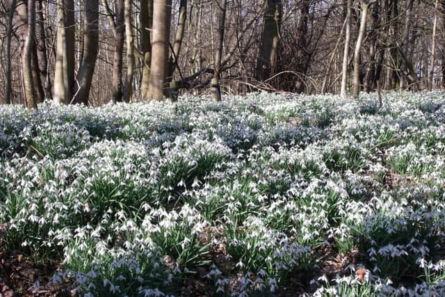 The annual display of snowdrops at the House of Dun is at its best at the moment, with the NTS members’ centre’s Snowdrop event this weekend.