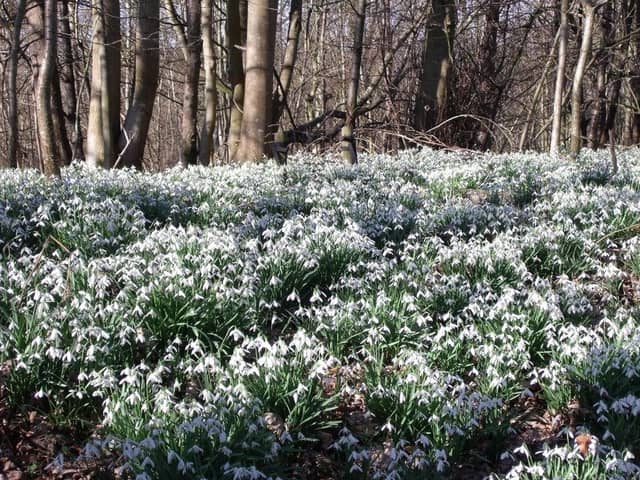 The annual display of snowdrops at the House of Dun is at its best at the moment, with the NTS members’ centre’s Snowdrop event this weekend.
