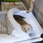 The Scottish SPCA has had an influx of ferrets to its rehoming centres.