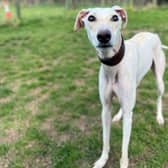 ​Bryce is a great dog who is friendly to everyone he meets – humans and canines alike.