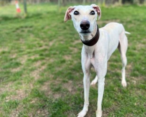 ​Bryce is a great dog who is friendly to everyone he meets – humans and canines alike.