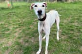 ​Bryce is a great dog who is friendly to everyone he meets – humans and canines alike.
