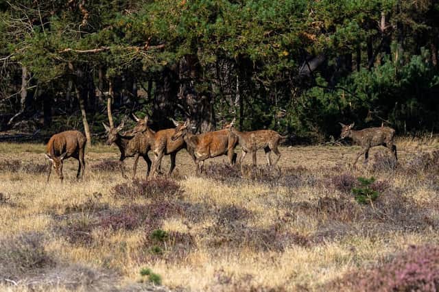 The changes to existing laws will make it easier to reduce unsustainable deer numbers.