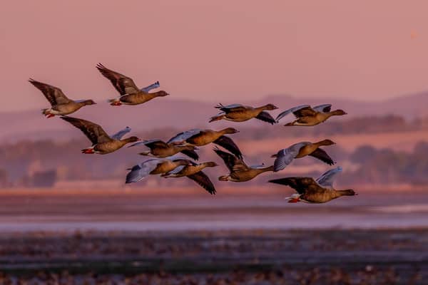 ​Tens of thousands of pink-footed geese arrive at Montrose Basin Nature Reserve every year. (Pic: Ron Mitchell)