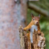 The squirrel survey runs until this Sunday, September 25.