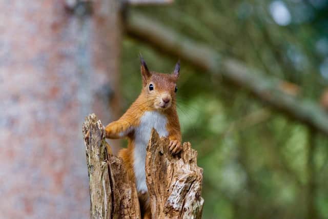 The squirrel survey runs until this Sunday, September 25.