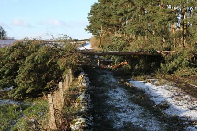 The Forfar to Guthrie road was also blocked by fallen trees.