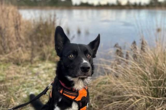 Border collie Jarvis is typical of his breed, very active and full of energy.