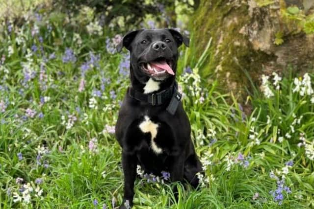 Juno the labrador has a lovely nature with lots of energy and loves getting attention.