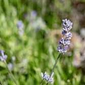 Eden Project brings care home residents closer to nature with sensory workshops using plants