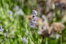 Eden Project brings care home residents closer to nature with sensory workshops using plants