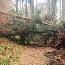 The extensive damage caused by Storm Arwen is still being dealt with by estates in Angus and across the Tayside and North-east regions.