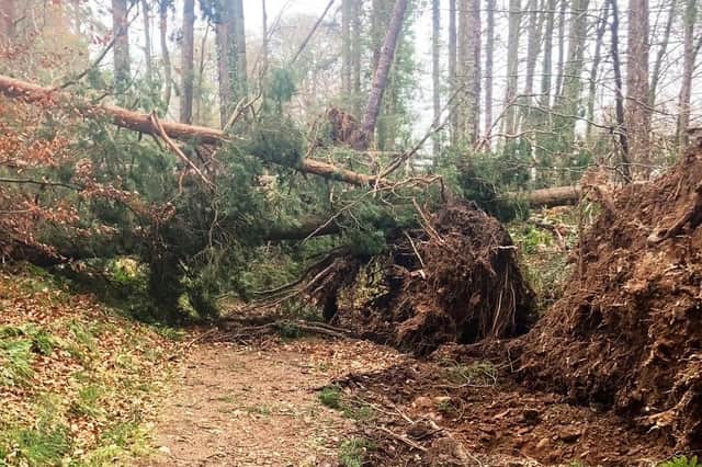 The extensive damage caused by Storm Arwen is still being dealt with by estates in Angus and across the Tayside and North-east regions.