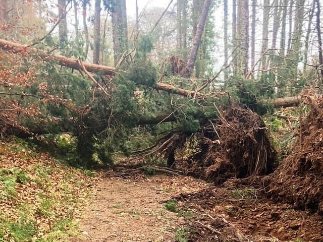 The extensive damage caused by Storm Arwen is still being dealt with by estates in Angus and across the Tayside and North-east regions.