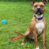 Staffordshire Bull Terrier Duke has been looking for a new permanent home for around 200 days.