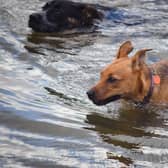 Dogs enjoy swimming to cool down