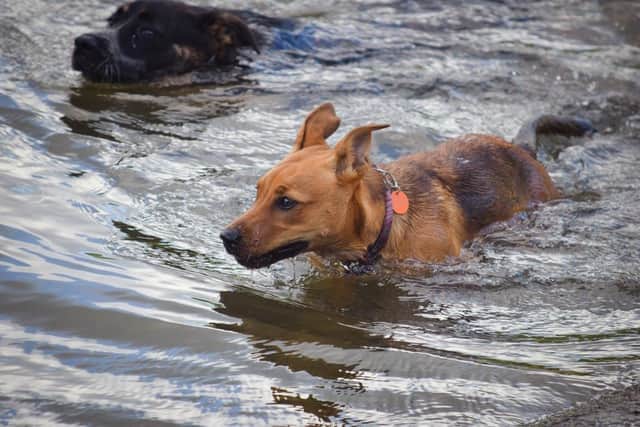 Dogs enjoy swimming to cool down