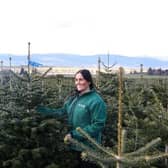 Trees are sustainably grown in environmentally managed fields across Scotland.