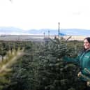 Trees are sustainably grown in environmentally managed fields across Scotland.