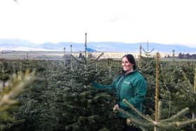 Trees are sustainably grown in environmentally managed fields across Scotland.