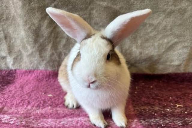 Bilbo is a sweet and good-natured rabbit who loves to explore his surroundings.