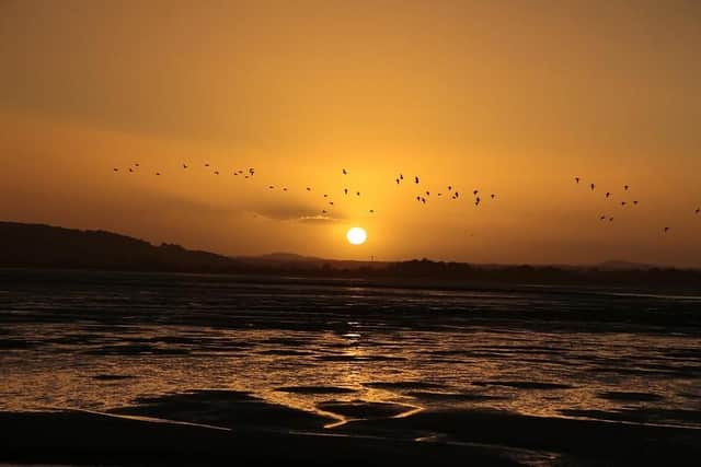 Inspiration will come partly from the birdlife found on the Basin.