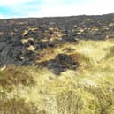 The damage caused to peatland is of particular concern.