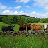 ​The ITN highlights the benefits of tree-planting to farming businesses.