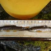 ​The work being carried out in Glen Prosen could be crucial to boosting numbers of wild salmon and sea trout.
