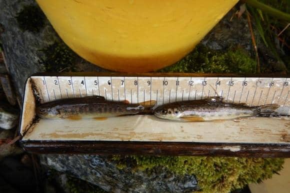 ​The work being carried out in Glen Prosen could be crucial to boosting numbers of wild salmon and sea trout.