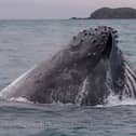 A humpback whale lunge feeding.