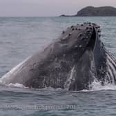 A humpback whale lunge feeding.