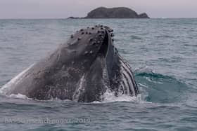 A humpback whale lunge feeding.