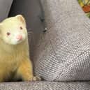 ​Gary is looking for a new home with an experienced and patient owner.