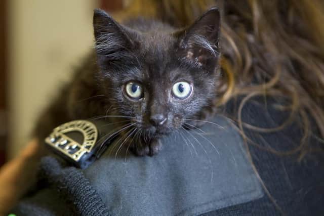 Rescue cats can make perfect pets.