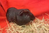 ​Dasher can be shy around new people, but once familiar he enjoys socialising.