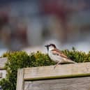 Last year’s results showed that house sparrows remain the most common garden bird.
