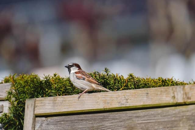 Last year’s results showed that house sparrows remain the most common garden bird.