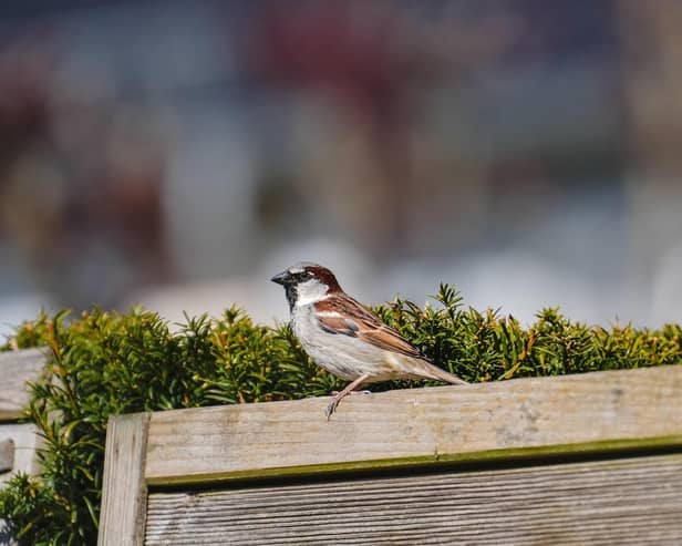 Last year’s results showed that house sparrows remain the most common garden bird.