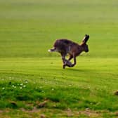 The men were caught hare coursing with a lurcher-type dog on land near Forfar in November 2020.