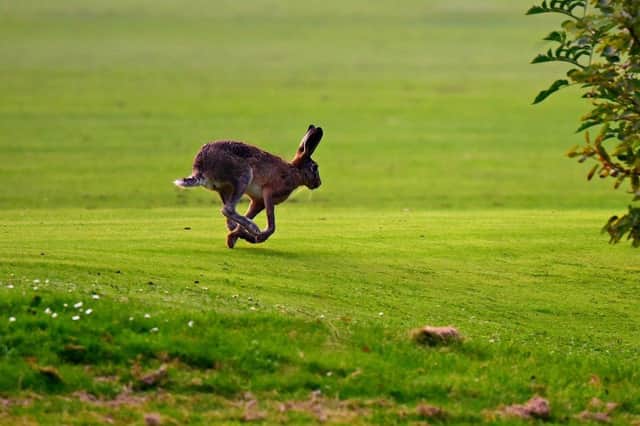 The men were caught hare coursing with a lurcher-type dog on land near Forfar in November 2020.
