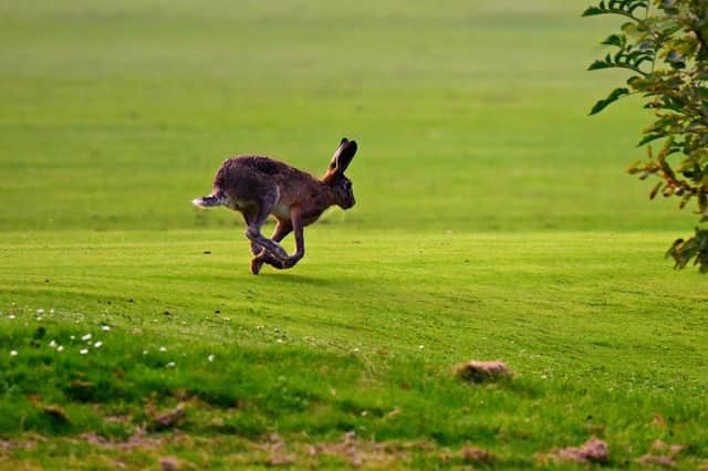 The men were caught hare coursing with a lurcher-type dog on land near Forfar in November 2020.