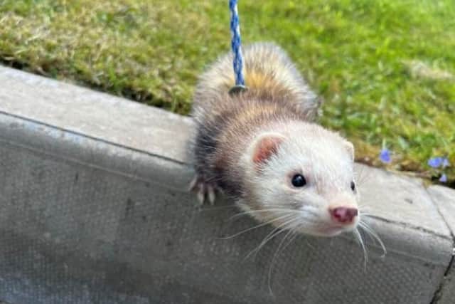 ​ Daisy is a sweet-natured ferret who loves to spend time with her favourite humans.