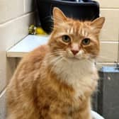 ​Dorito is a beautiful long-haired ginger cat who needs a special home.