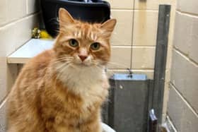 ​Dorito is a beautiful long-haired ginger cat who needs a special home.