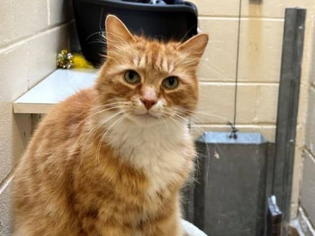 ​Dorito is a beautiful long-haired ginger cat who needs a special home.