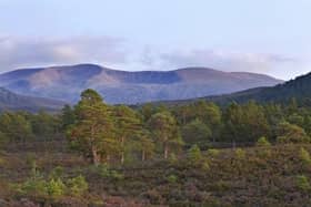 The Cairngorms National Park could reach net zero by 2025, and help with Scotland’s carbon capture targets beyond that.