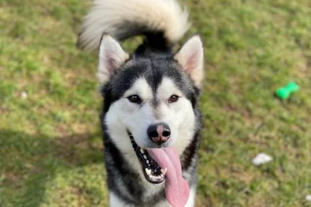 Aurora is an Alaskan malamute cross with boundless energy who will make a fantastic companion.