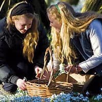 Woodland garden open to visitors